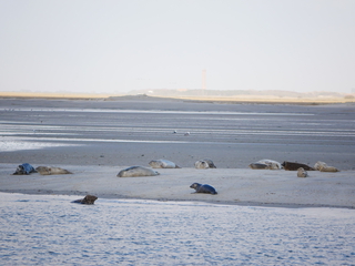 Niederländisches und Deutsches Wattenmeer